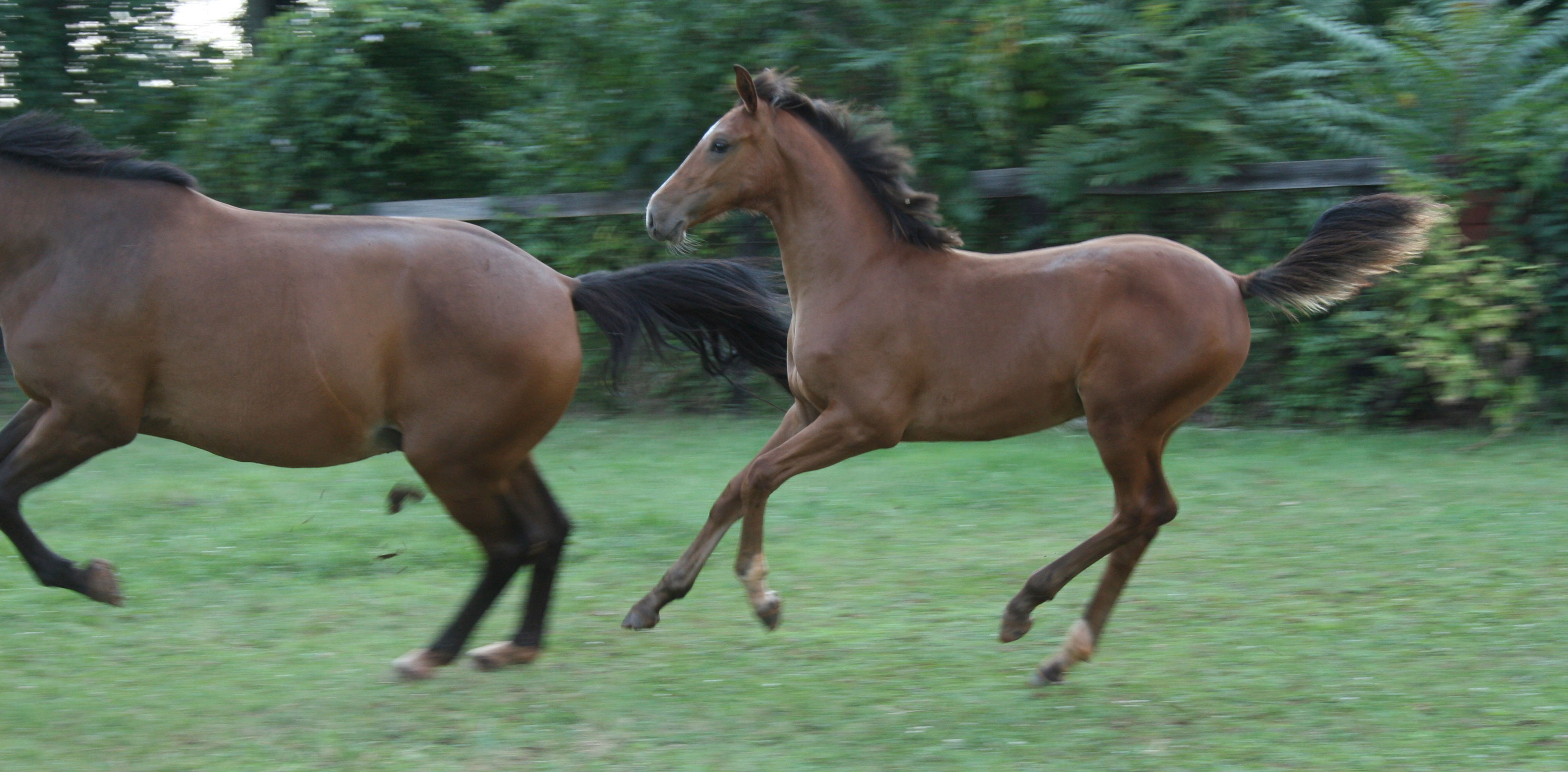 beyounceruns2 Keelona Farm Charlottesville Virginia