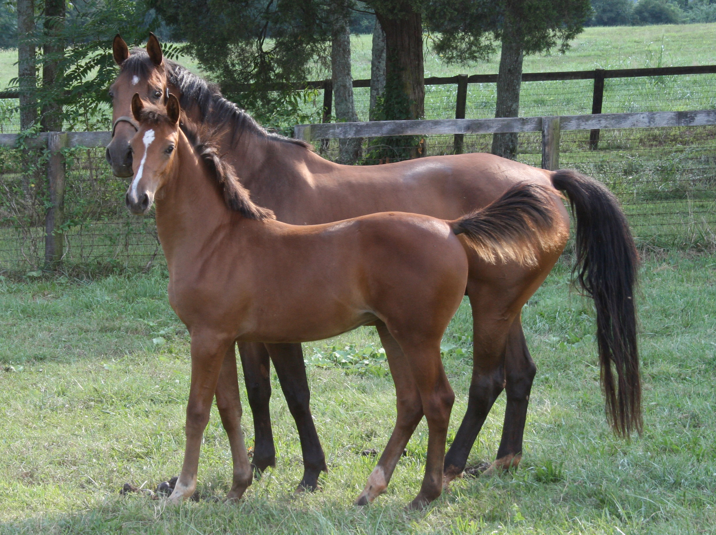 Beyonce and her dam Monocan Keelona Farm Charlottesville Virginia