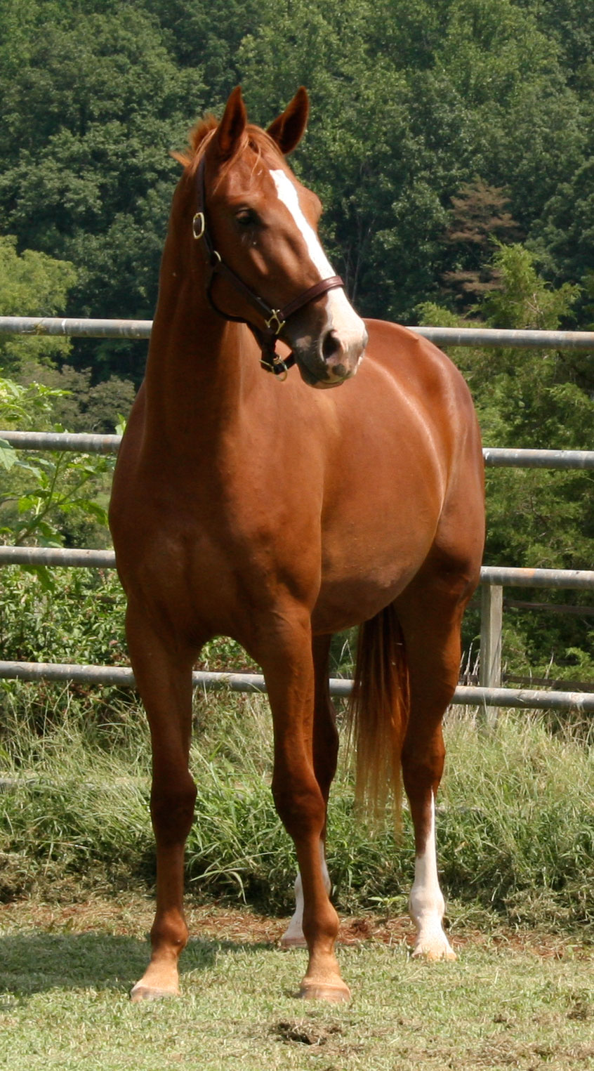Zestabele Keelona Farm Charlottesville Virginia